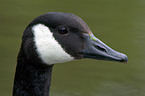 canada goose