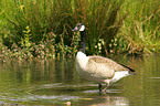 Canada goose