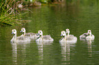 Canada goose chicks