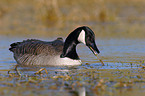 canada goose