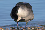 Canada Goose