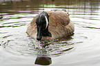 canada goose