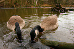 canada goose