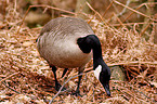 canada goose