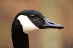 canada goose