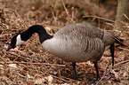 canada goose