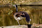 canada goose