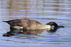 canada goose