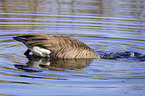 canada goose