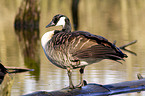 canada goose