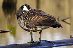 canada goose