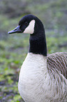 Canada Goose