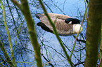 Canada Goose