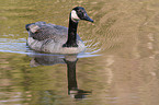 Canada Goose