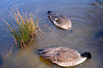 Canada Goose