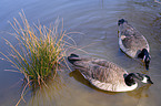 Canada Goose