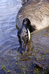 Canada Goose