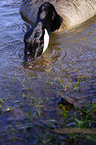 Canada Goose