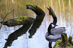 Canada Goose