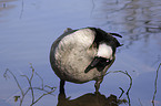 Canada Goose