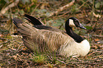 Canada Goose