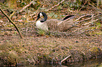 Canada Goose