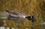 Canada Goose