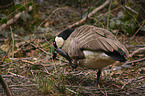 Canada Goose