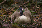 Canada Goose