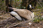 Canada Goose