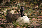 Canada Goose