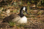 Canada Goose