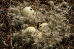 clutch of eggs