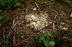 clutch of eggs