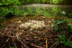 clutch of eggs