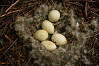 clutch of eggs