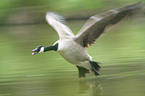 Canada Goose