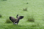 Canada Goose