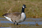 Canada Goose