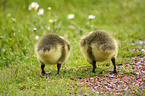 foraging canada goose fledgling