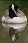 swimming canada goose