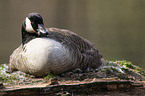 breeding candada goose