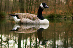 swimming canada goose