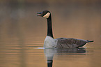 Canada goose