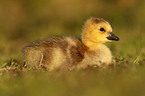 Canada goose