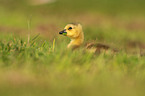 Canada goose