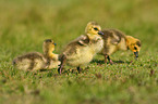 Canada goose