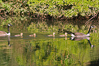 Canada geese