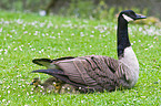 Canada geese