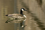 canada goose